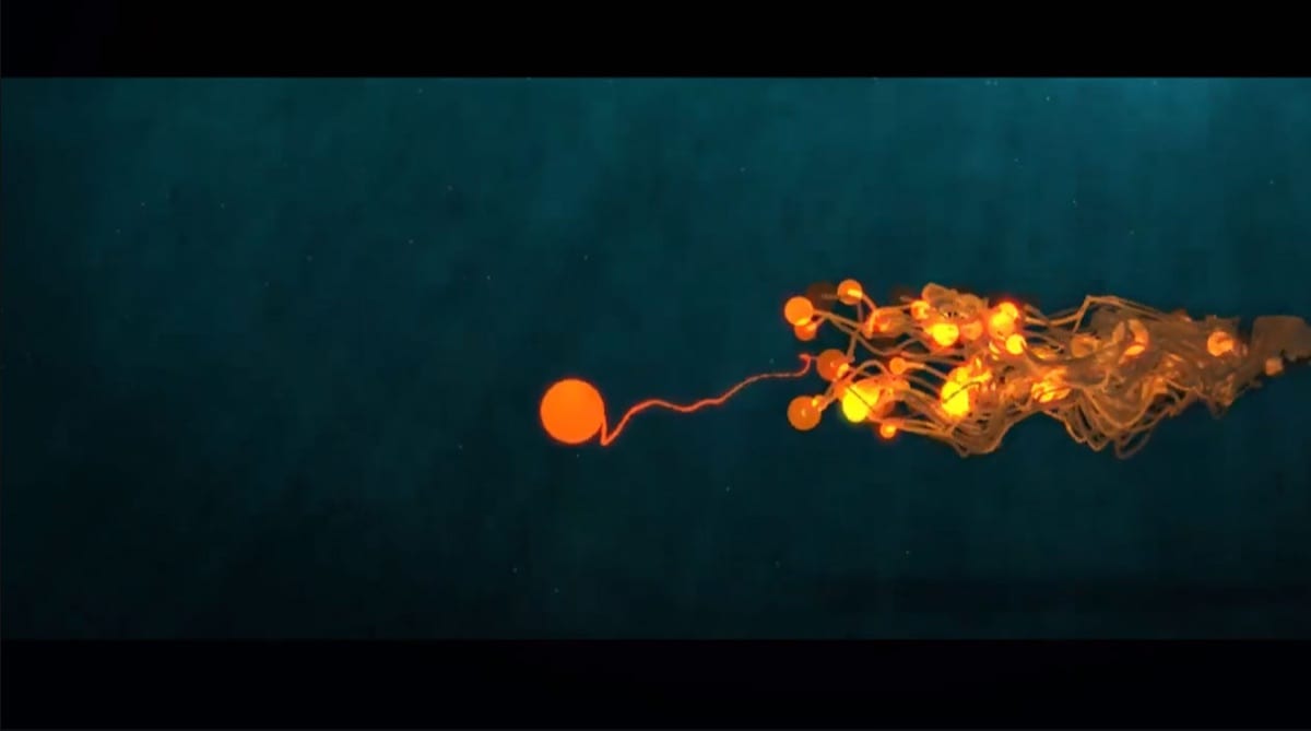 Subphylum